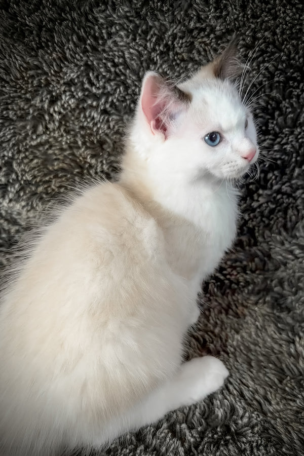 Freida | Cherubim Ragdoll Kitten