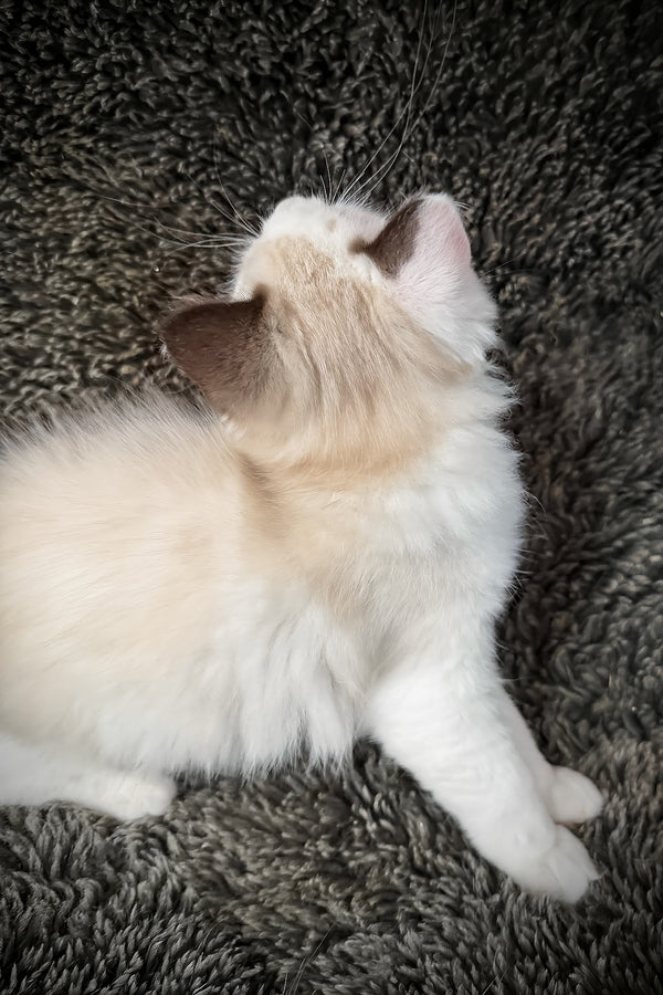 Freida | Cherubim Ragdoll Kitten