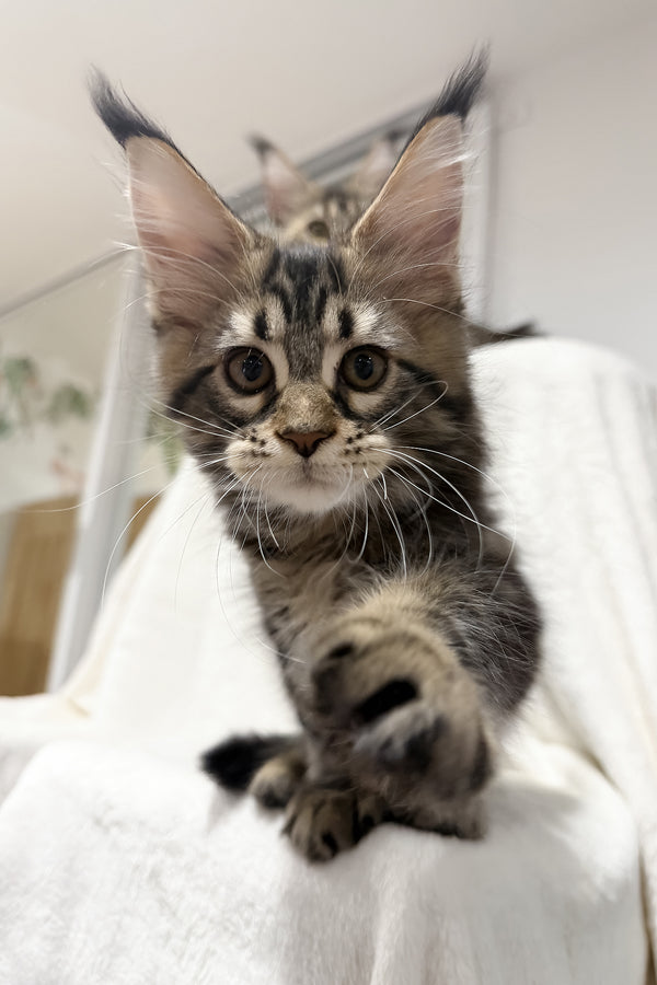Fresh | Maine Coon Kitten