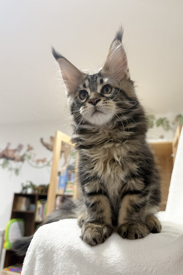 Fresh | Maine Coon Kitten