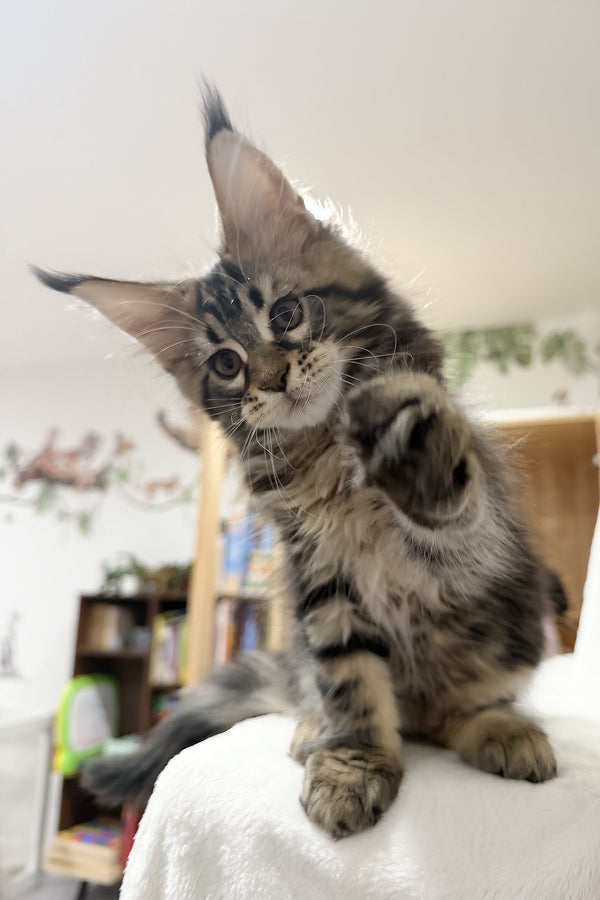 Fresh | Maine Coon Kitten