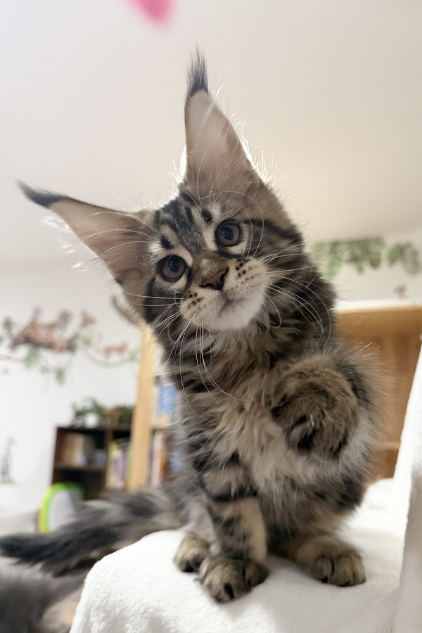 Fresh | Maine Coon Kitten