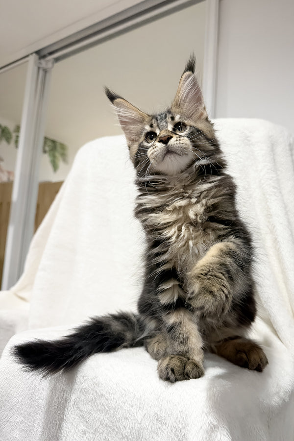 Fresh | Maine Coon Kitten