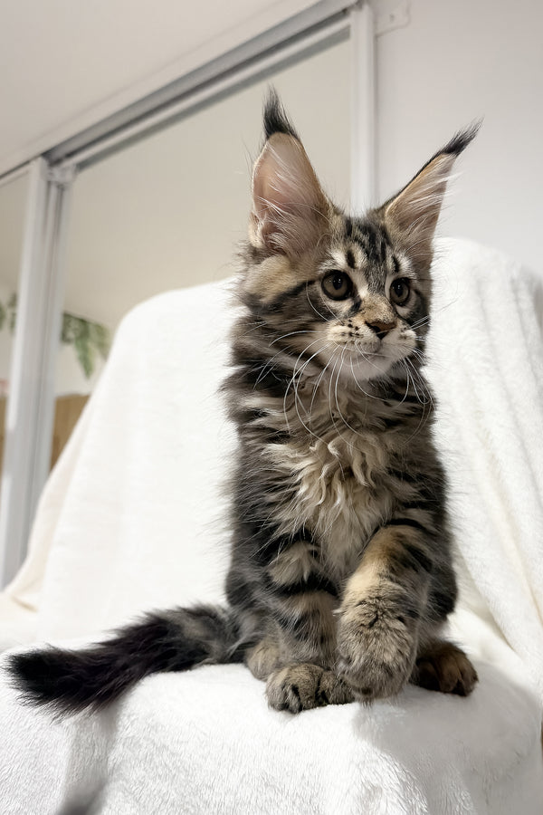 Fresh | Maine Coon Kitten