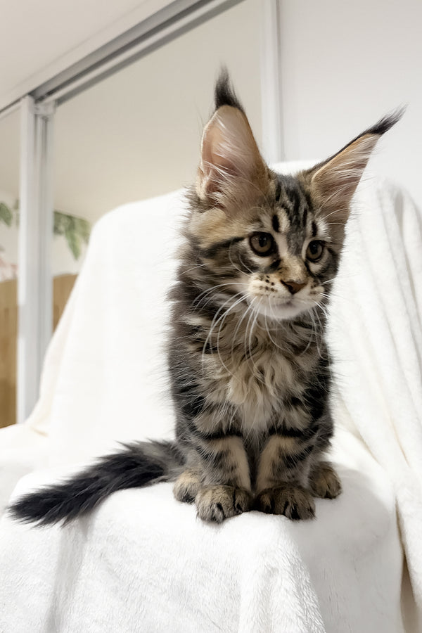 Fresh | Maine Coon Kitten