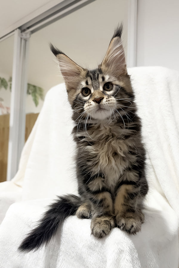 Fresh | Maine Coon Kitten