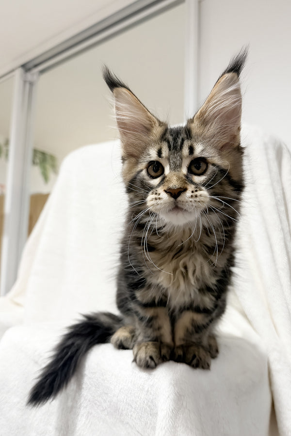 Fresh | Maine Coon Kitten