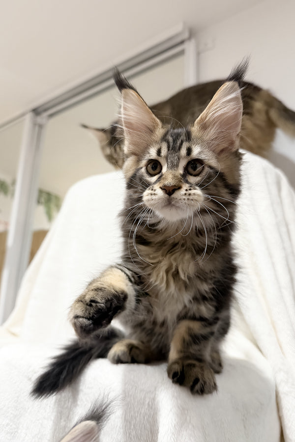 Fresh | Maine Coon Kitten