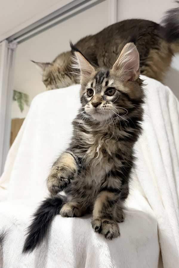 Fresh | Maine Coon Kitten