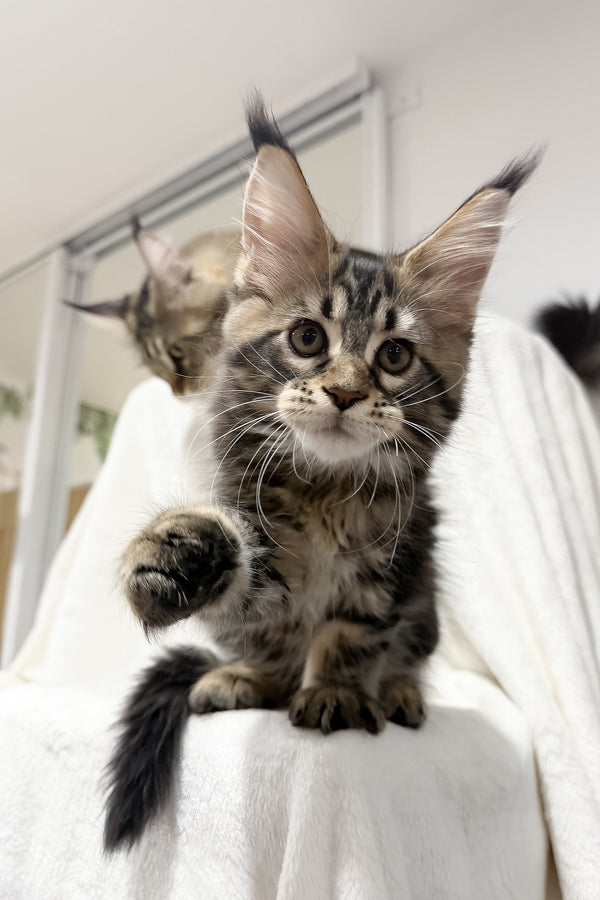 Fresh | Maine Coon Kitten