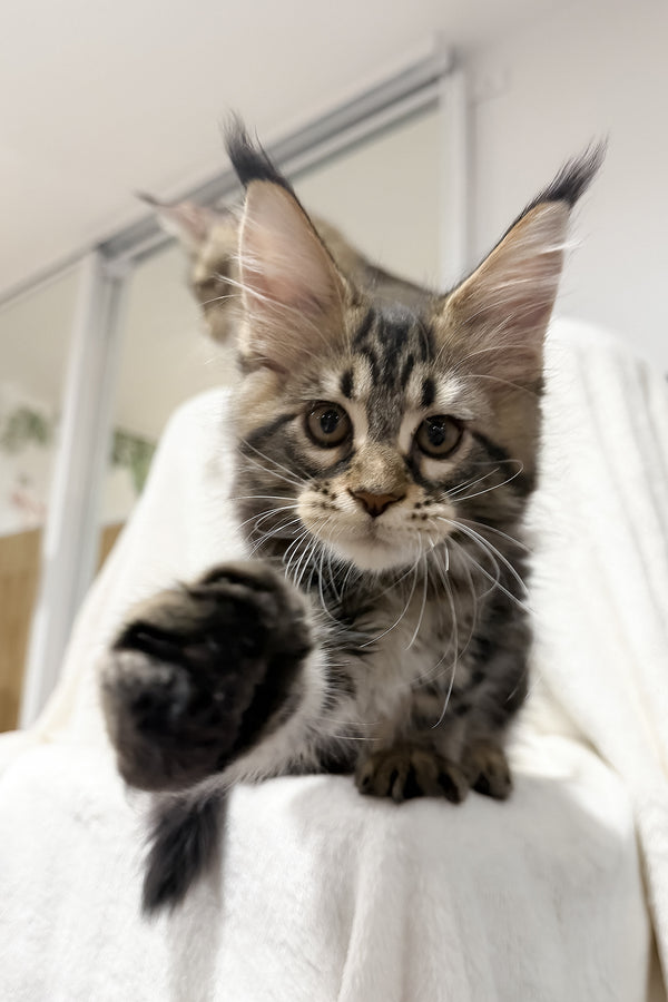 Fresh | Maine Coon Kitten