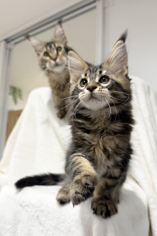 Fresh | Maine Coon Kitten