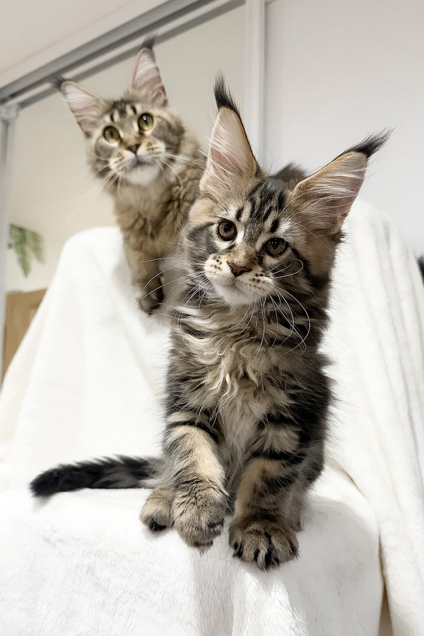Fresh | Maine Coon Kitten