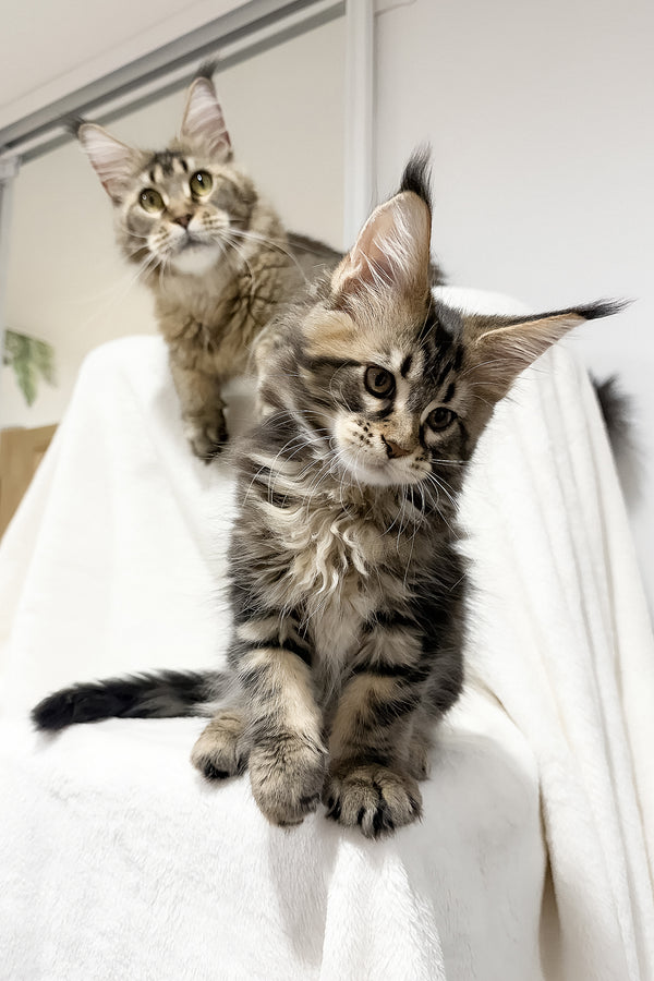 Fresh | Maine Coon Kitten