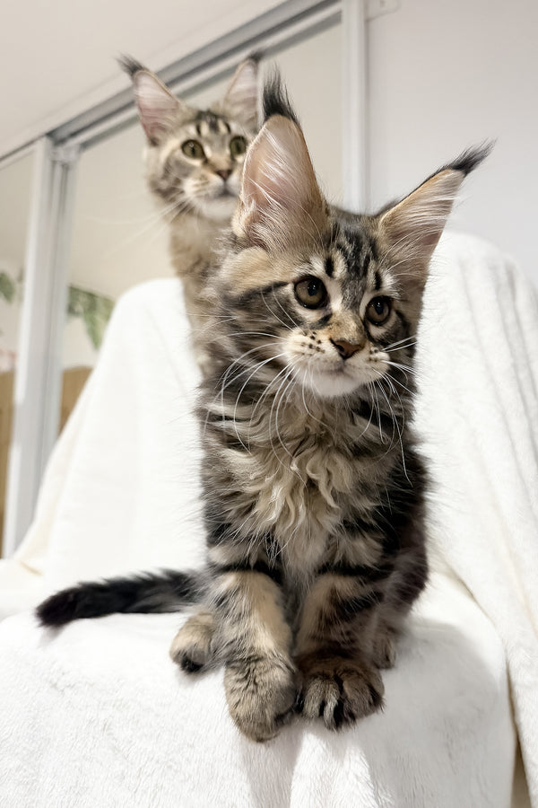 Fresh | Maine Coon Kitten