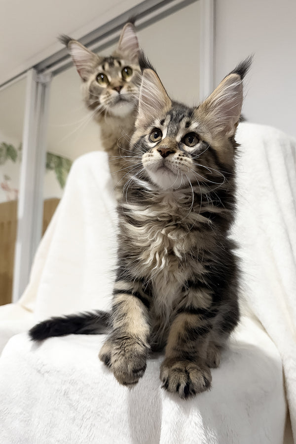 Fresh | Maine Coon Kitten