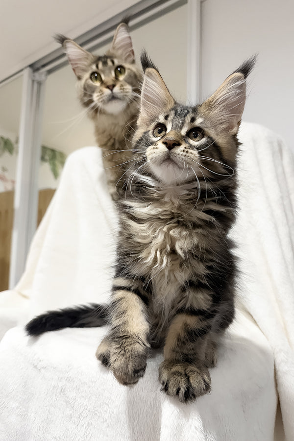 Fresh | Maine Coon Kitten