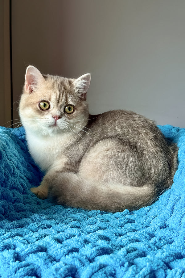 Freya | British Shorthair Kitten