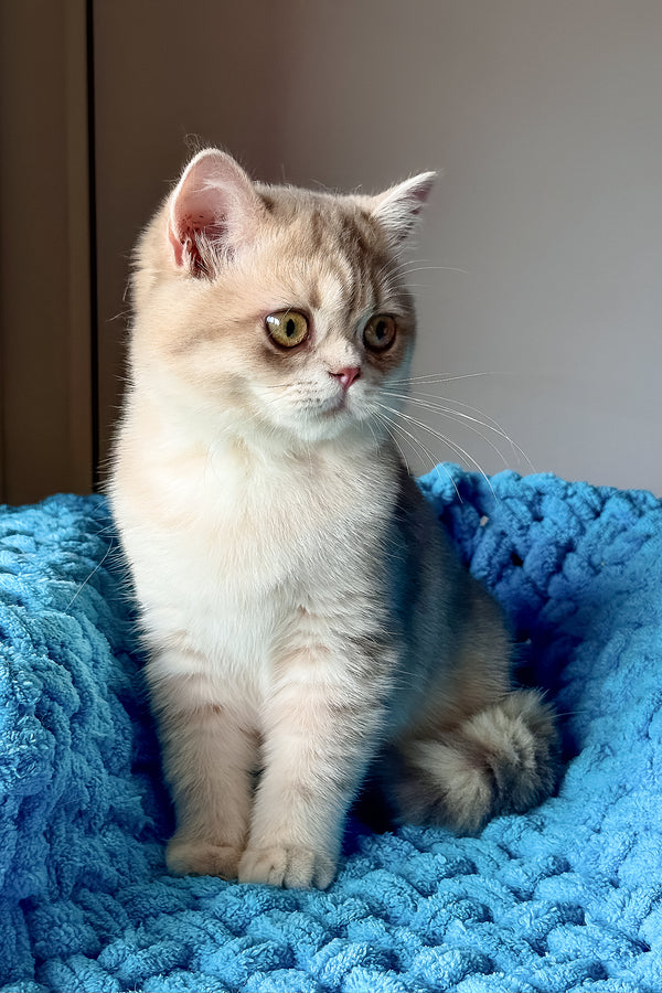 Freya | British Shorthair Kitten