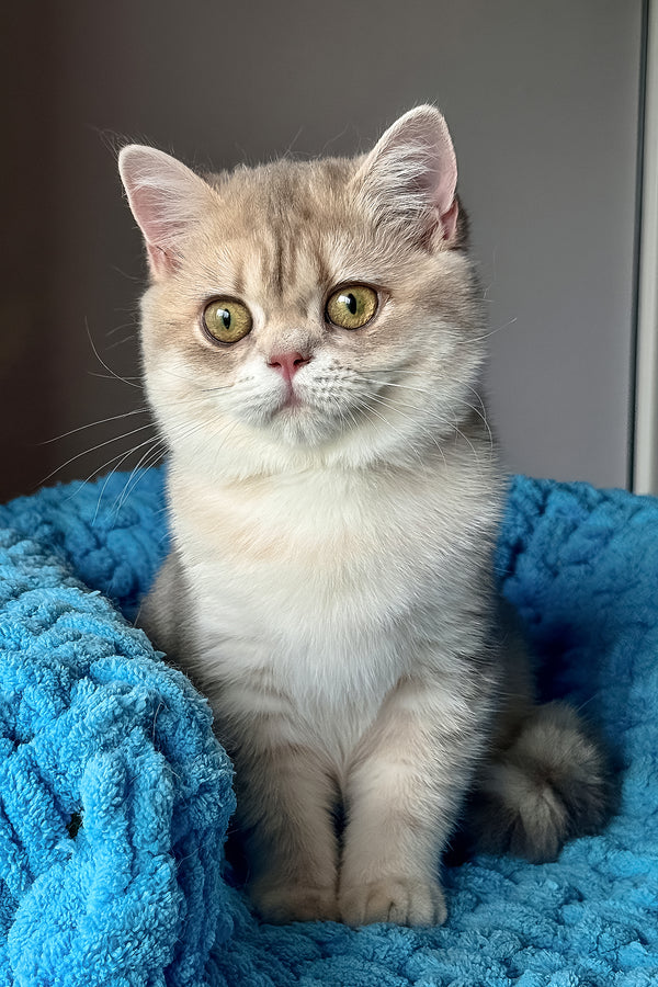 Freya | British Shorthair Kitten