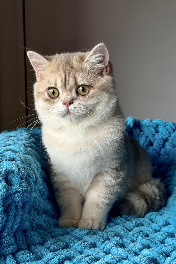 Freya | British Shorthair Kitten