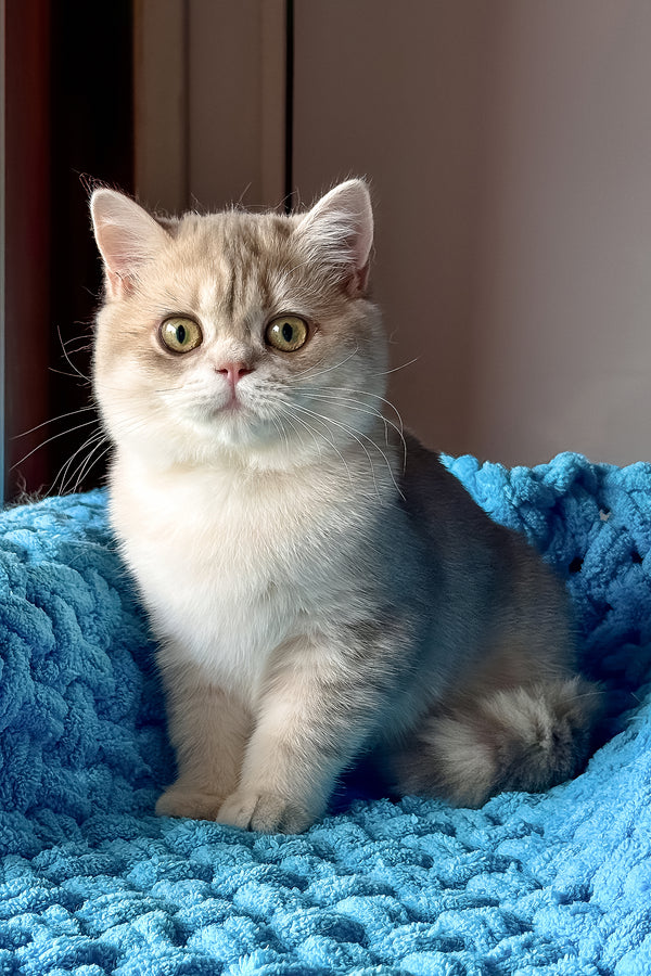 Freya | British Shorthair Kitten