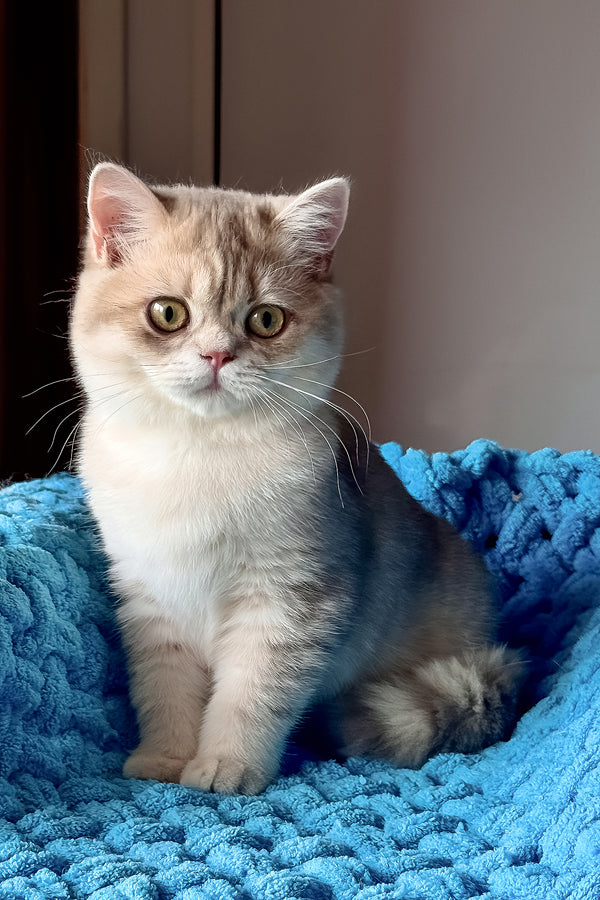 Freya | British Shorthair Kitten