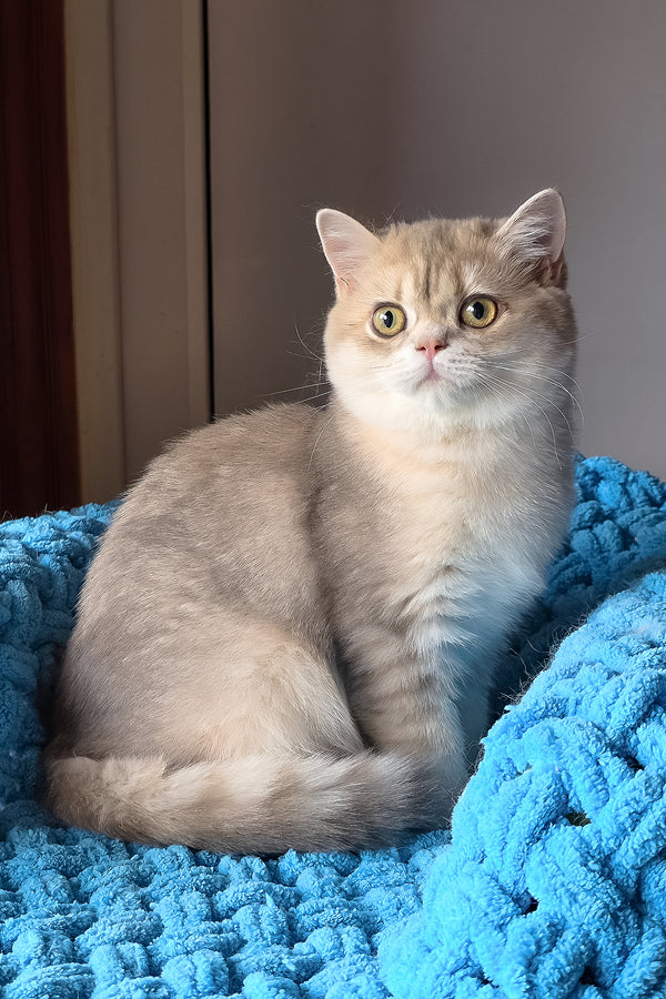 Freya | British Shorthair Kitten