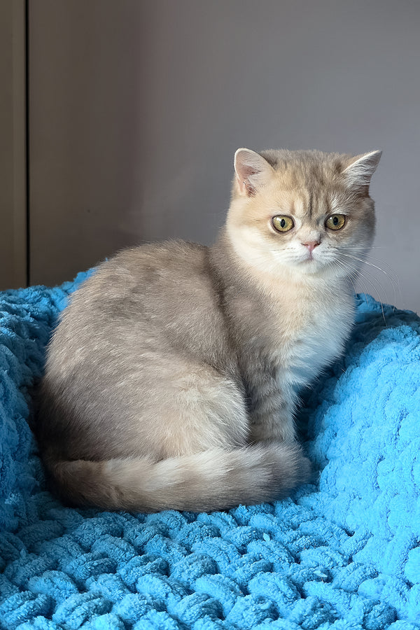 Freya | British Shorthair Kitten