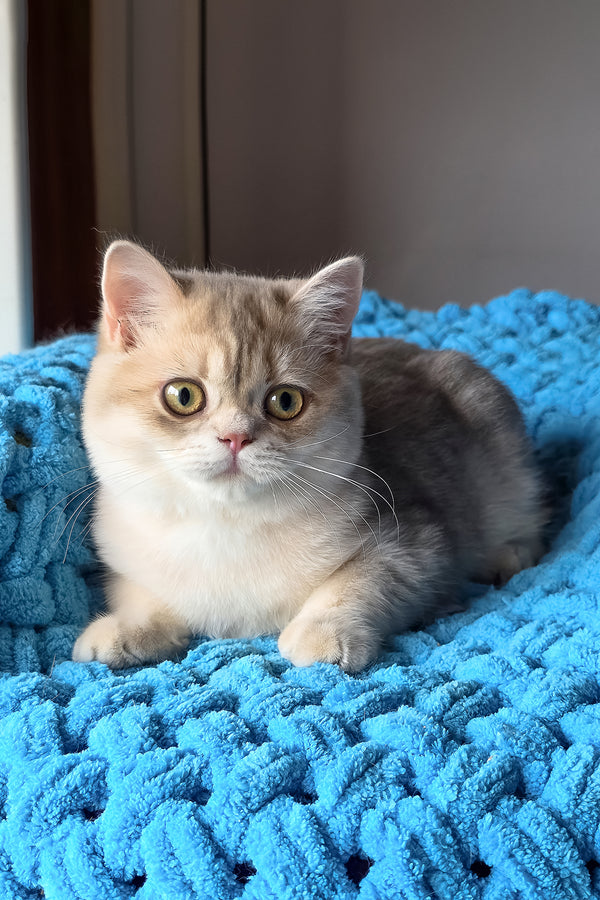 Freya | British Shorthair Kitten