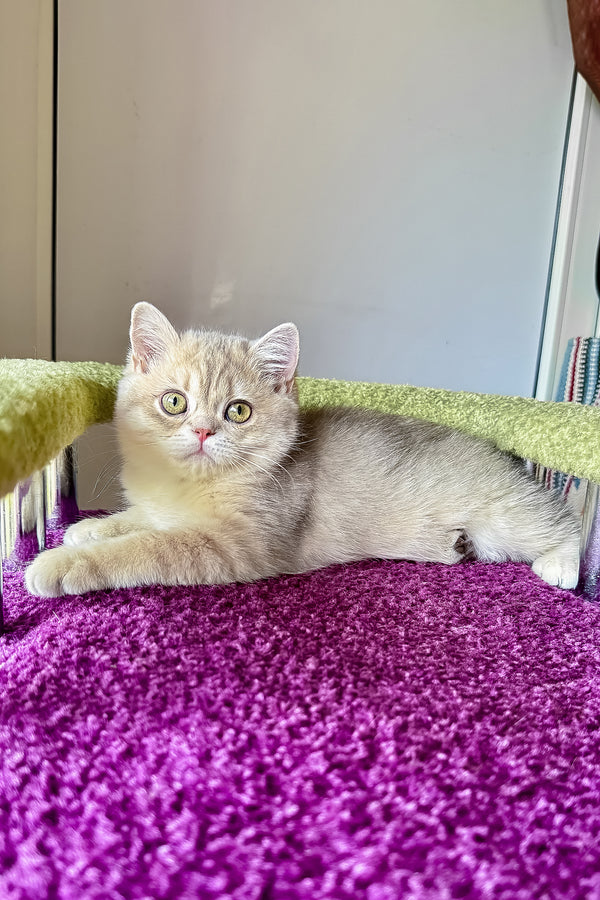 Freya | British Shorthair Kitten