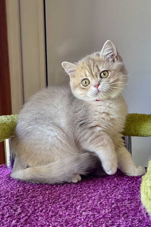 Freya | British Shorthair Kitten