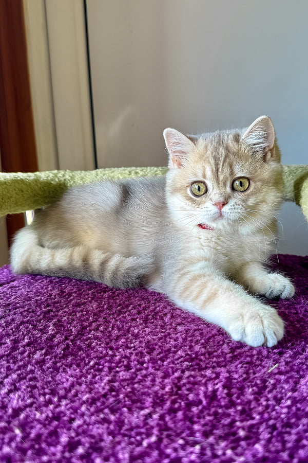 Freya | British Shorthair Kitten