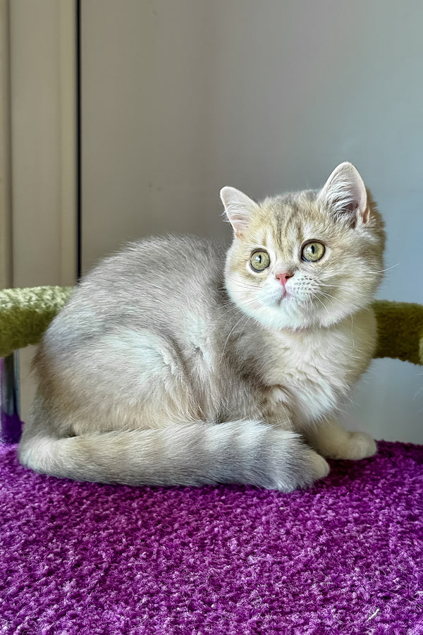 Freya | British Shorthair Kitten