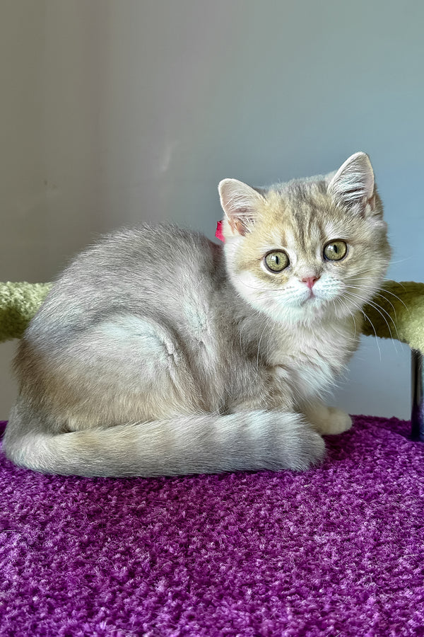 Freya | British Shorthair Kitten
