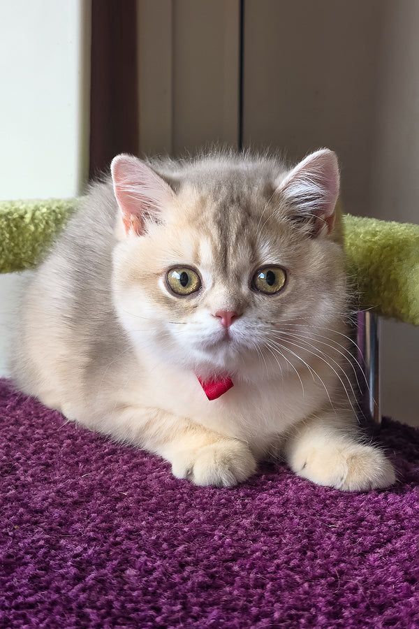 Freya | British Shorthair Kitten