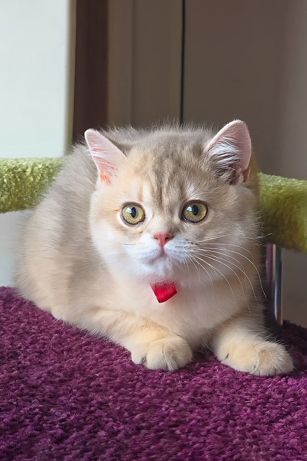 Freya | British Shorthair Kitten