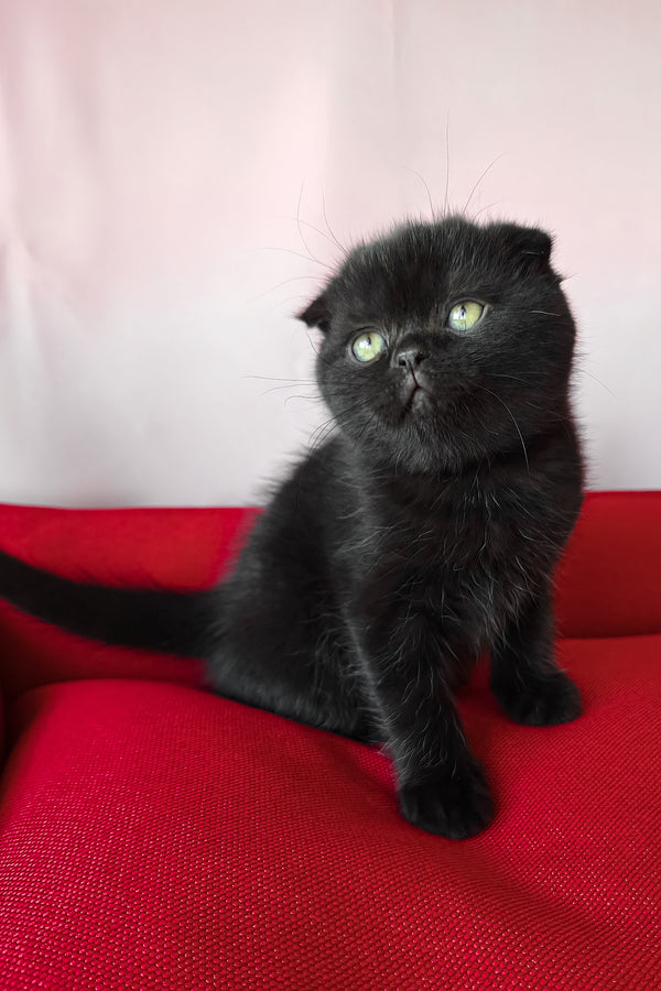 Freya | Scottish Fold Kitten