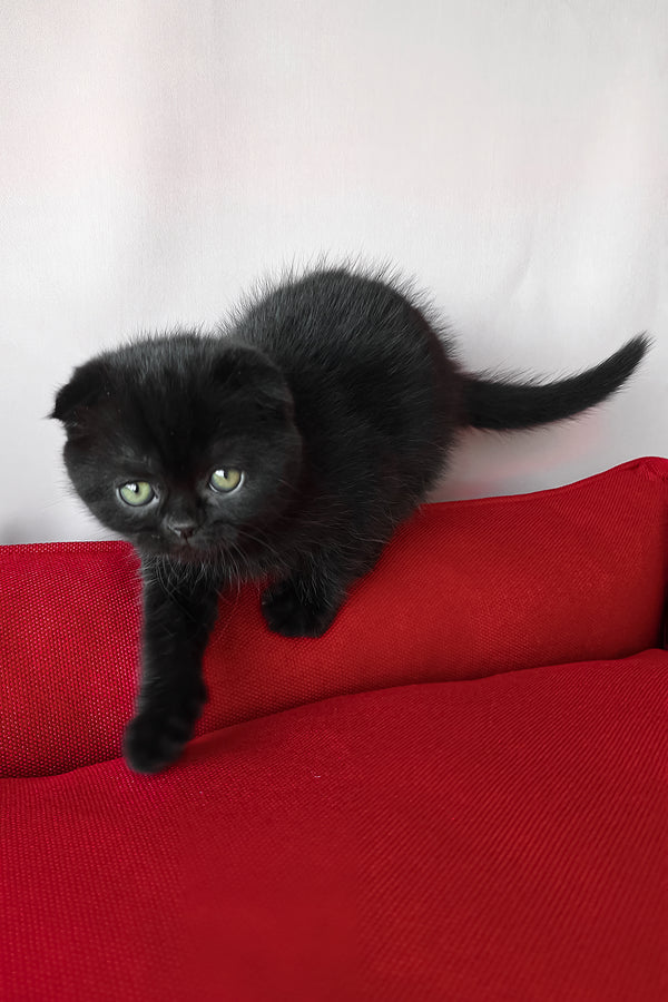 Freya | Scottish Fold Kitten