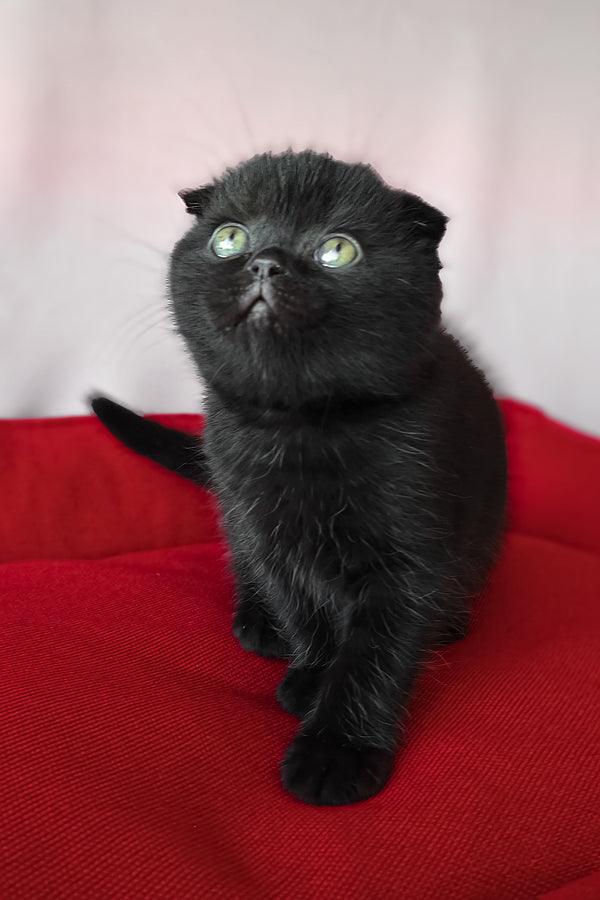 Freya | Scottish Fold Kitten