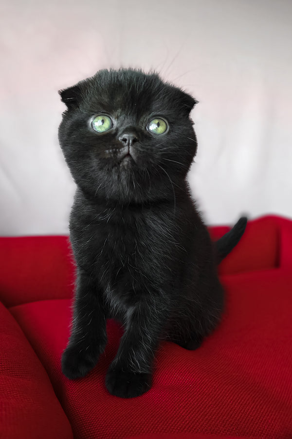 Freya | Scottish Fold Kitten