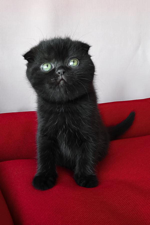 Freya | Scottish Fold Kitten