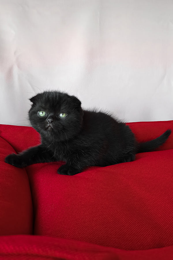 Freya | Scottish Fold Kitten