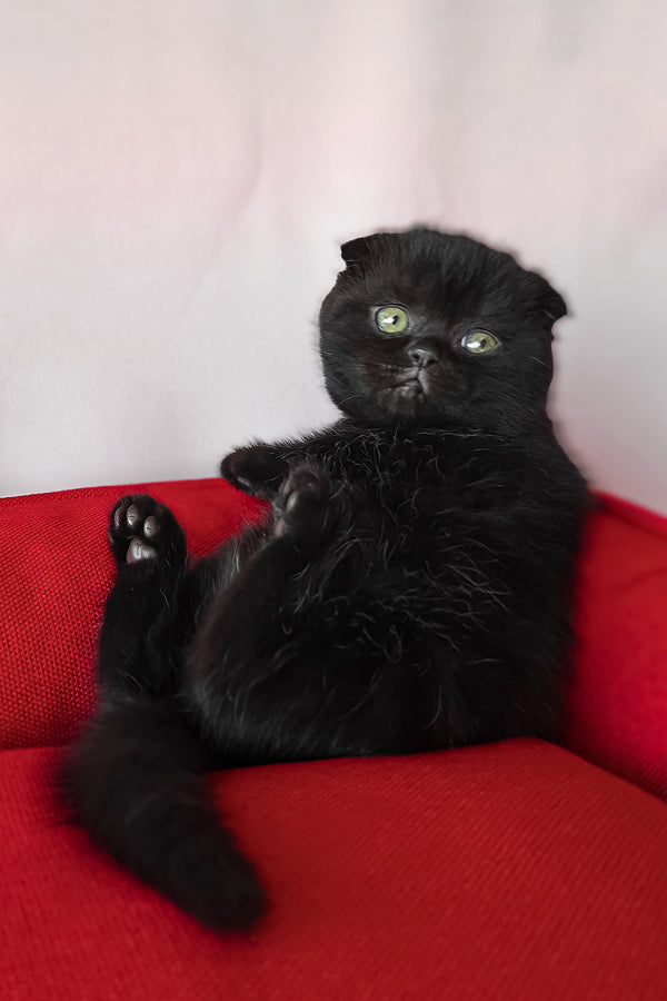 Freya | Scottish Fold Kitten