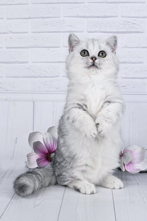 Freya | Minuet Kitten