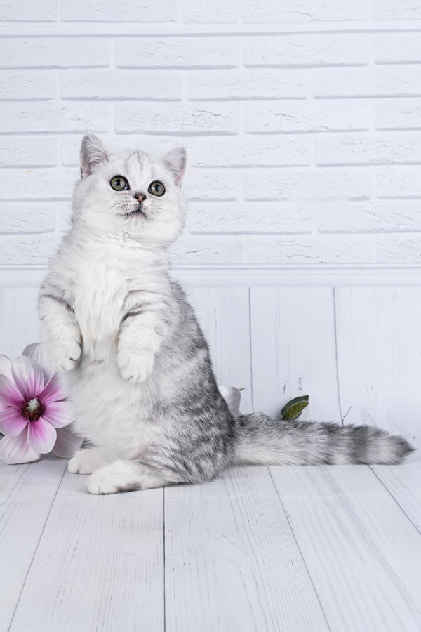 Freya | Minuet Kitten