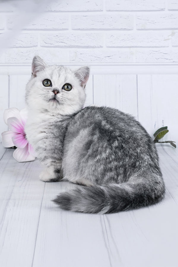 Freya | Minuet Kitten