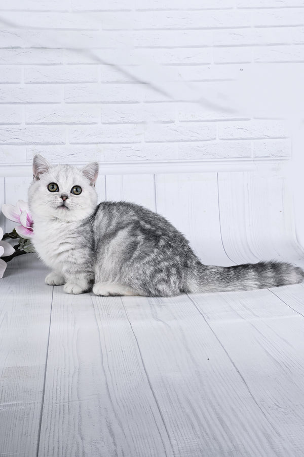 Freya | Minuet Kitten