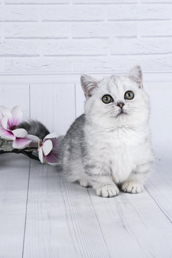 Freya | Minuet Kitten