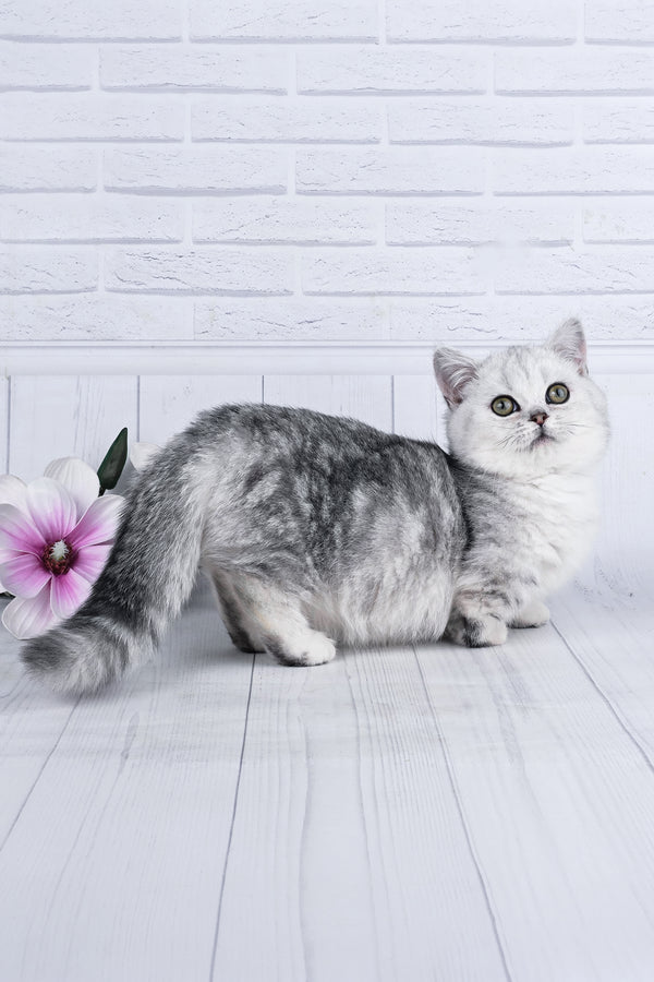 Freya | Minuet Kitten